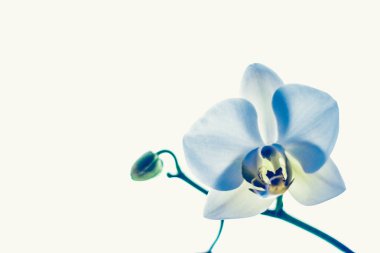 Çiçek açan orkide, soyut çiçek arkaplanı