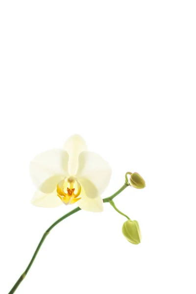 Orchideenblume in Blüte, abstrakte florale Kunst Hintergrund — Stockfoto