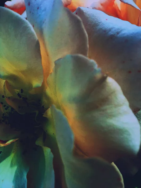 Чудесный цветущий цветок розы на закате, цветочная красота backgrou — стоковое фото