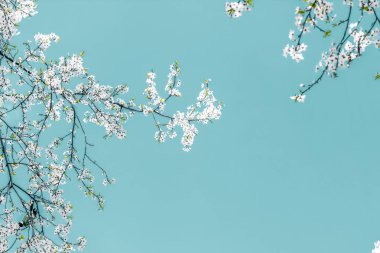 Turkuaz arka plan, vintage kiraz akışı çiçek soyut sanat