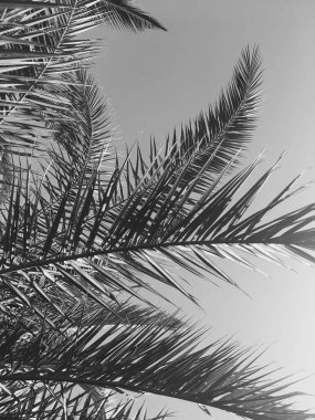 Palmiye yaprakları ve gökyüzü, yaz yolculuğu arka planı