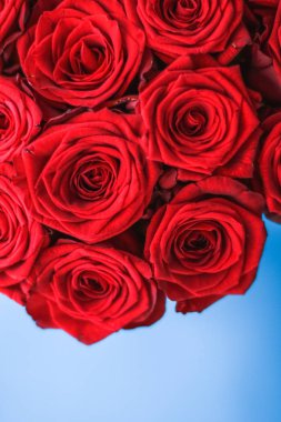 Mavi arka plan üzerinde kırmızı gül Lüks buket, bir hol olarak çiçek