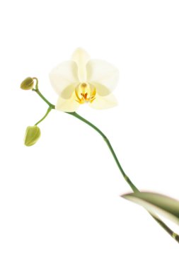 Çiçek açan orkide, soyut çiçek arkaplanı