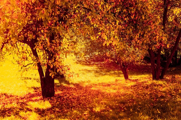 Belo outono paisagem fundo, vintage natureza cena em f — Fotografia de Stock