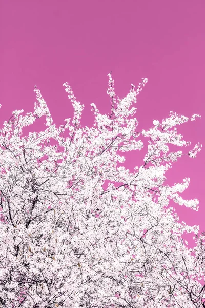 Blumen abstrakte Kunst auf rosa Hintergrund, vintage Kirschblüten i — Stockfoto