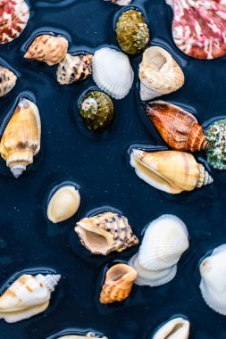 Deniz kabuğu arka plan, yaz hedef ve plaj tatil t