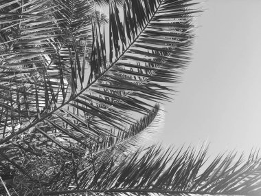 Palmiye yaprakları ve gökyüzü, yaz yolculuğu arka planı