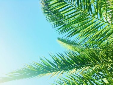 Palmiye yaprakları ve gökyüzü, yaz yolculuğu arka planı