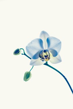 Çiçek açan orkide, soyut çiçek arkaplanı