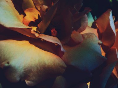 Gün batımında harika çiçek açan gül çiçeği, çiçek güzelliği backgrou