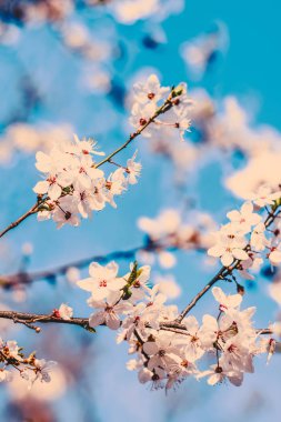 Doğa arka plan olarak gün doğumunda çiçek Vintage kiraz çiçekleri 