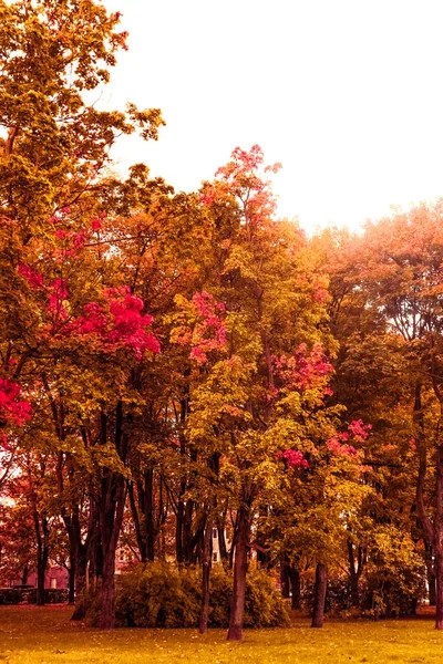 Beautiful autumn landscape background, vintage nature scene in f — Stock Photo, Image