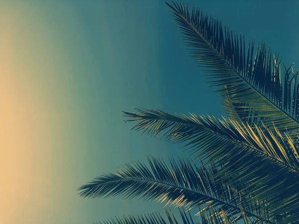 Hojas de palmera y el cielo, fondo de viaje de verano — Foto de Stock