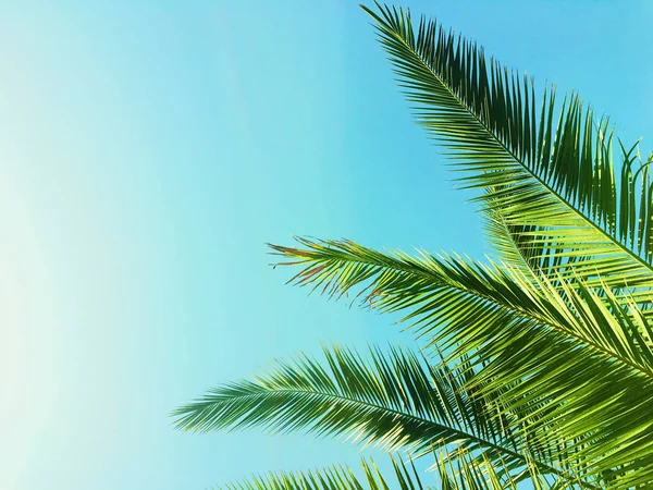 Palmenblätter und der Himmel, Sommerreisehintergrund — Stockfoto