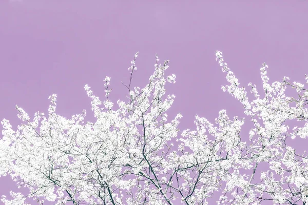 Květinové abstraktní umění na purpurovém pozadí, květiny pro vinobraní — Stock fotografie