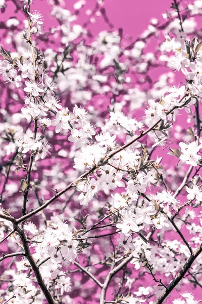 Floral arte abstrata sobre fundo rosa, flores de cereja vintage i — Fotografia de Stock