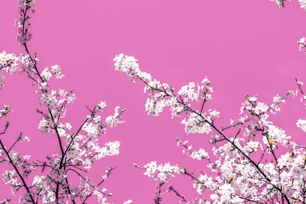 Blumen abstrakte Kunst auf rosa Hintergrund, vintage Kirschblüten i — Stockfoto