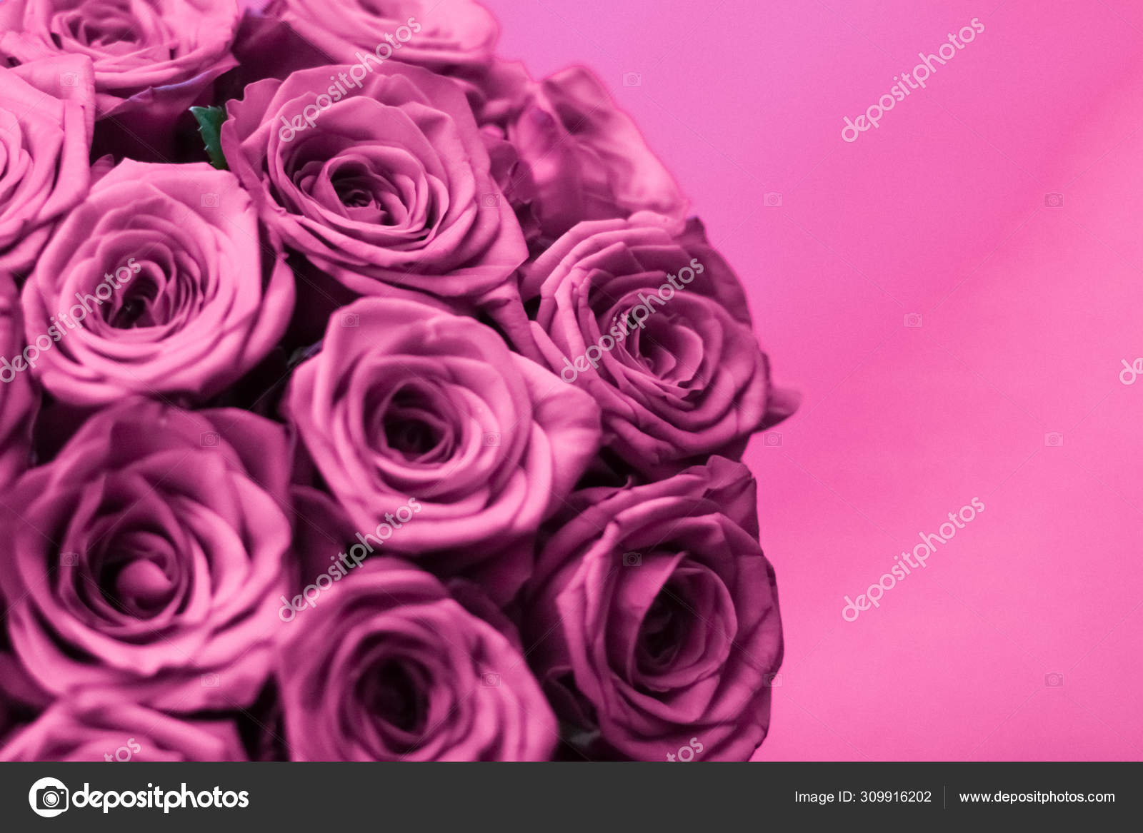 Luxus Strauss Lila Rosen Blumen In Voller Blute Als Florale Holid Stockfotografie Lizenzfreie Fotos C Anneleven 309916202 Depositphotos