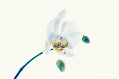 Çiçek açan orkide, soyut çiçek arkaplanı