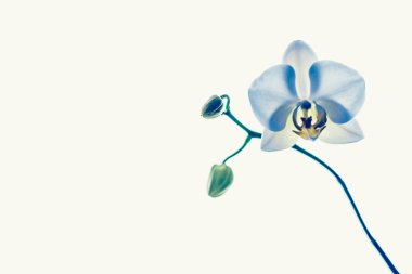 Çiçek açan orkide, soyut çiçek arkaplanı