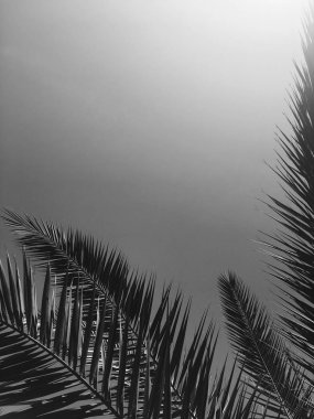 Palmiye yaprakları ve gökyüzü, yaz yolculuğu arka planı