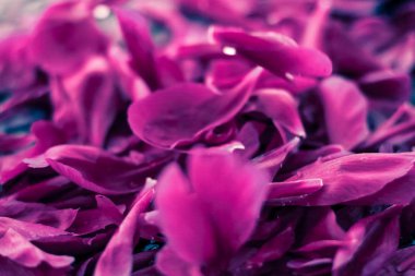 Soyut çiçek arka plan, suda Mor çiçek yaprakları