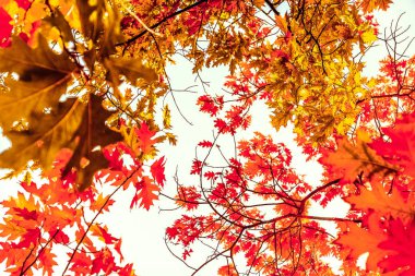Güzel sonbahar manzara arka plan, f vintage doğa sahnesi