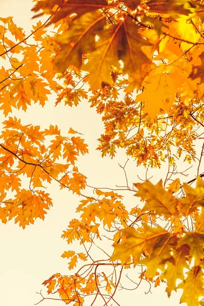 Hermoso paisaje de otoño de fondo, escena de la naturaleza vintage en f —  Fotos de Stock