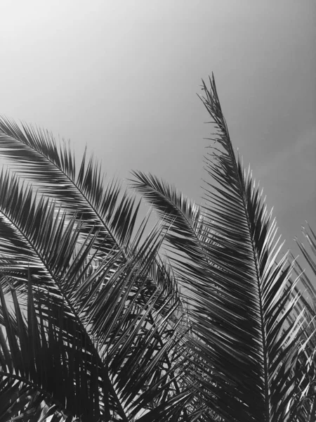 Листя пальмового дерева і небо, літній подорожі фон — стокове фото