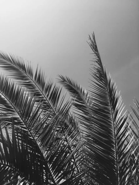 Palm tree leaves and the sky, summertime travel background — Stock Photo, Image