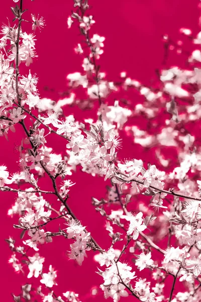 Florale abstrakte Kunst auf kastanienbraunem Hintergrund, Kirschblüten — Stockfoto