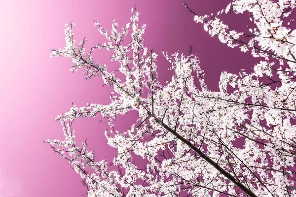 Kukka abstrakti taide vaaleanpunainen tausta, vintage kirsikka kukkia i — kuvapankkivalokuva