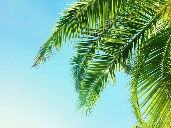 Palm tree leaves and the sky, summertime travel background