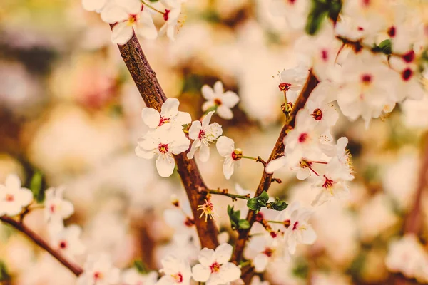 Урожай вишневих квітів у цвітіння на сході сонця як фон природи — стокове фото