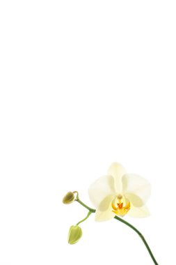 Çiçek açan orkide, soyut çiçek arkaplanı