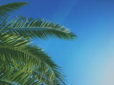 Palmiye yaprakları ve gökyüzü, yaz yolculuğu arka planı