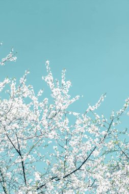 Turkuaz arka plan, vintage kiraz akışı çiçek soyut sanat