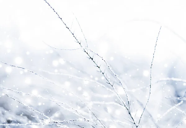 寒假背景,自然风光与闪亮的雪和合作 — 图库照片