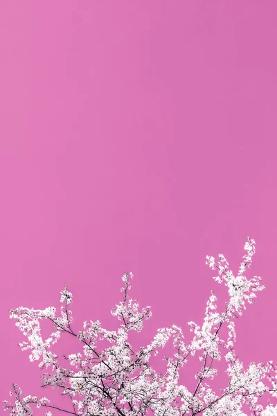 Floral abstracte kunst op roze achtergrond, vintage Cherry bloemen ik — Stockfoto