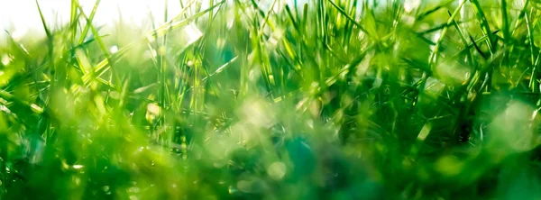 Hierba fresca y cielo azul soleado en un campo verde al amanecer, natu — Foto de Stock