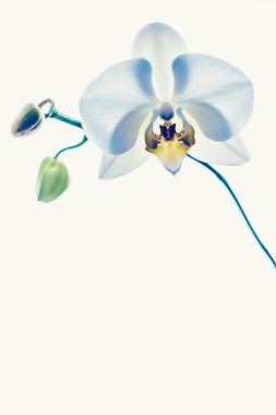 Çiçek açan orkide, soyut çiçek arkaplanı