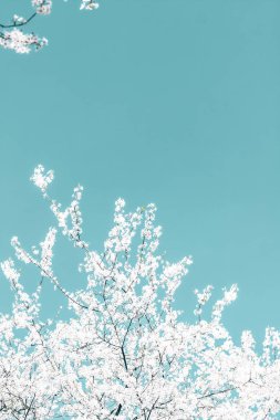 Turkuaz arka plan, vintage kiraz akışı çiçek soyut sanat