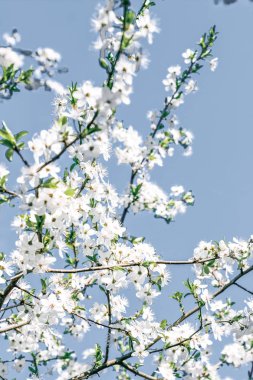 Mavi arka plan çiçek soyut sanat, vintage kiraz çiçekleri i