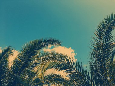 Palmiye yaprakları ve gökyüzü, yaz yolculuğu arka planı