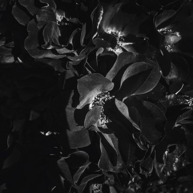 Gün batımında siyah çiçek açan bahçe gül çiçek, çiçek güzellik backg