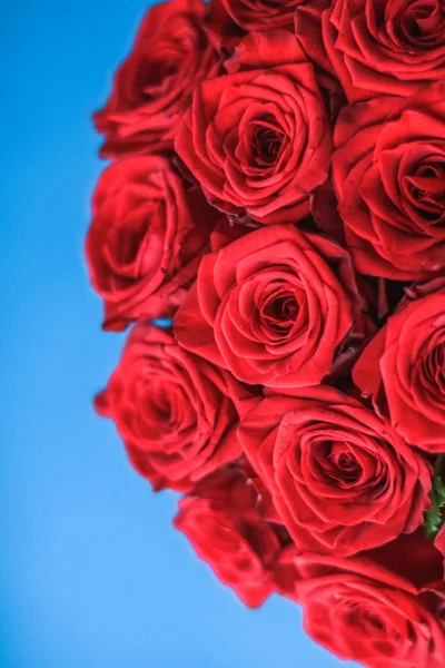 Mavi arka plan üzerinde kırmızı gül Lüks buket, bir hol olarak çiçek