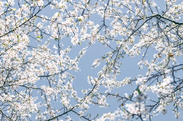 Floral abstract art on blue background, vintage cherry flowers i