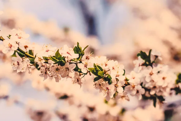 Vintage Cherry bloemen in bloei bij zonsopgang als natuur achtergrond — Stockfoto