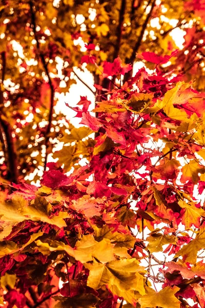 Осенний пейзаж, винтажная сцена на природе — стоковое фото