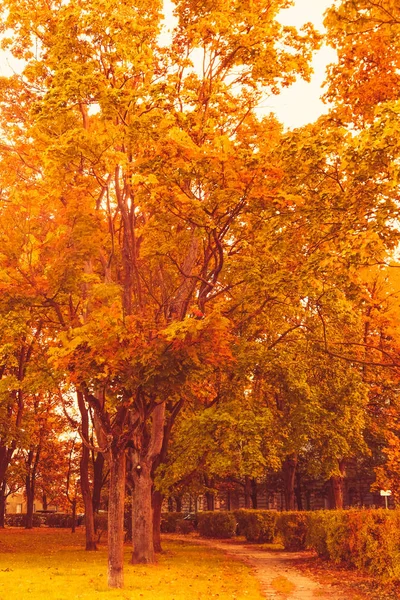 美丽的秋季景观背景，复古的自然场景在f — 图库照片
